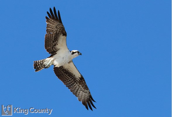 Photo of Pandion haliaetus